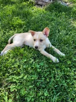 Gloden girl, a male Siberian Husky and Miniature Pinscher for sale in Glen Burnie, MD – Photo 7 of 10