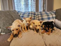 Gloden girl, a male Siberian Husky and Miniature Pinscher for sale in Glen Burnie, MD – Photo 10 of 10