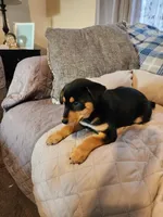 Black and rust blue eyes, a male Siberian Husky and Miniature Pinscher for sale in Glen Burnie, MD – Photo 3 of 10