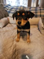 Black and rust blue eyes, a male Siberian Husky and Miniature Pinscher for sale in Glen Burnie, MD – Photo 7 of 10