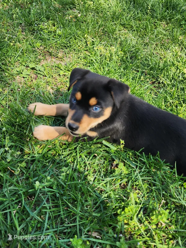 Black and rust blue eyes – Siberian Husky, Miniature Pinscher puppy for sale in Glen Burnie, MD