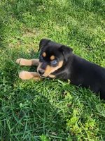 Black and rust blue eyes, a male Siberian Husky and Miniature Pinscher for sale in Glen Burnie, MD – Photo 1 of 10