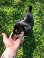 Black and rust blue eyes, a male Siberian Husky and Miniature Pinscher for sale in Glen Burnie, MD – Photo 2 of 10