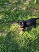 Black and rust blue eyes, a male Siberian Husky and Miniature Pinscher for sale in Glen Burnie, MD – Photo 8 of 10