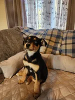 Black and rust blue eyes, a male Siberian Husky and Miniature Pinscher for sale in Glen Burnie, MD – Photo 4 of 10