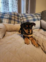 Black and rust blue eyes, a male Siberian Husky and Miniature Pinscher for sale in Glen Burnie, MD – Photo 6 of 10