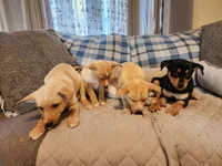 Black and rust blue eyes, a male Siberian Husky and Miniature Pinscher for sale in Glen Burnie, MD – Photo 9 of 10