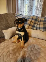 Black and rust blue eyes, a male Siberian Husky and Miniature Pinscher for sale in Glen Burnie, MD – Photo 5 of 10