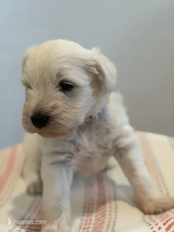 Bear – Miniature Schnauzer puppy on hold in Salinas, CA