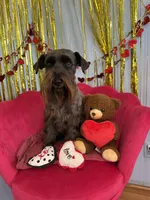 Tito , a male Miniature Schnauzer for sale in Salinas, CA – 6 of 6