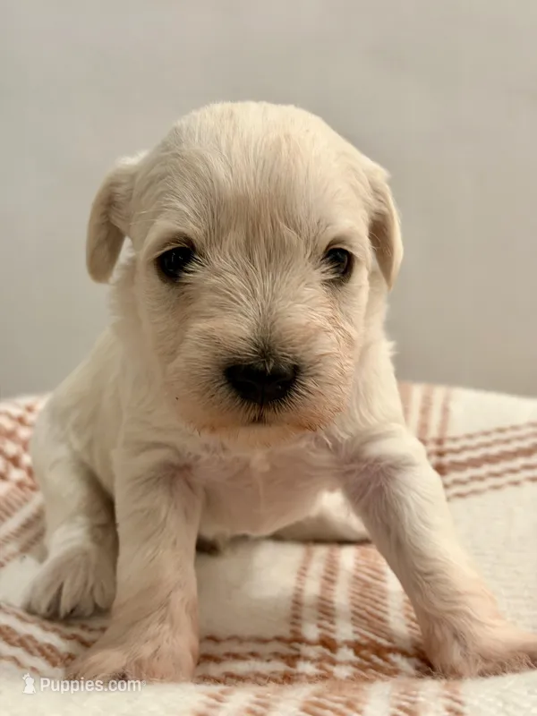 Grandpa – Miniature Schnauzer puppy for sale in Salinas, CA