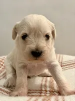 Grandpa, a male Miniature Schnauzer for sale in Salinas, CA – 1 of 3