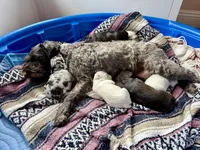 Grandpa, a male Miniature Schnauzer for sale in Salinas, CA – 3 of 3