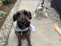 Grandpa, a male Miniature Schnauzer for sale in Salinas, CA – 2 of 3