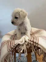 Tito , a male Miniature Schnauzer for sale in Salinas, CA – 4 of 6