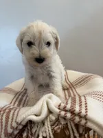 Tito , a male Miniature Schnauzer for sale in Salinas, CA – 2 of 6