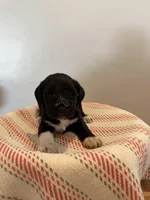 Red, a female Miniature Schnauzer for sale in Salinas, CA – 4 of 8