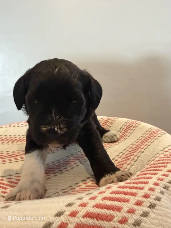 Red – Miniature Schnauzer puppy for sale in Salinas, CA