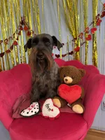 Red, a female Miniature Schnauzer for sale in Salinas, CA – 8 of 8