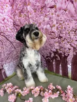 Red, a female Miniature Schnauzer for sale in Salinas, CA – 7 of 8