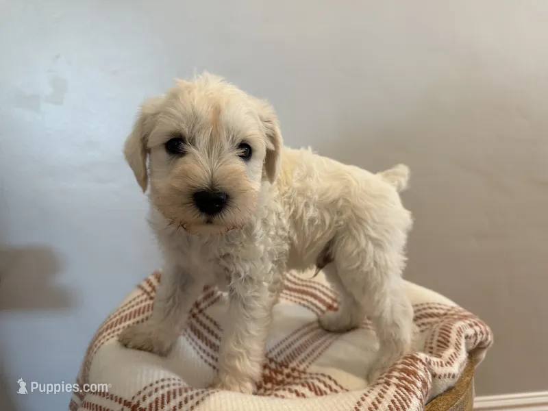 Tito  – Miniature Schnauzer puppy for sale in Salinas, CA