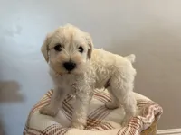 Tito , a male Miniature Schnauzer for sale in Salinas, CA – 1 of 6