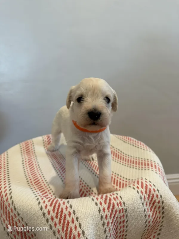 Bingo – Miniature Schnauzer puppy for sale in Salinas, CA
