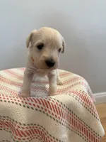 Bingo, a male Miniature Schnauzer for sale in Salinas, CA – 3 of 5