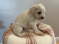 Tito , a male Miniature Schnauzer for sale in Salinas, CA – 3 of 6