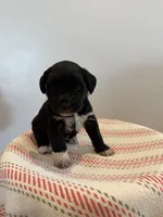 Misty , a female Miniature Schnauzer for sale in Salinas, CA – 6 of 10