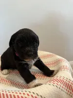 Misty , a female Miniature Schnauzer for sale in Salinas, CA – 5 of 10