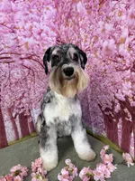 Misty , a female Miniature Schnauzer for sale in Salinas, CA – 9 of 10