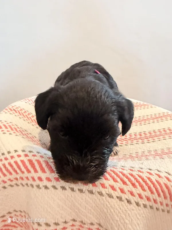 Misty  – Miniature Schnauzer puppy for sale in Salinas, CA
