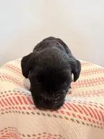 Misty , a female Miniature Schnauzer for sale in Salinas, CA – 1 of 10