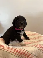 Misty , a female Miniature Schnauzer for sale in Salinas, CA – 2 of 10