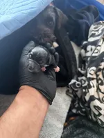 Misty , a female Miniature Schnauzer for sale in Salinas, CA – 8 of 10