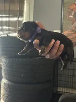 Red biy, a male Rottweiler for sale in Harrisburg, PA – 2 of 6