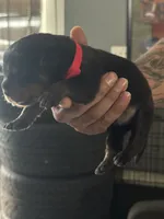 Red biy, a male Rottweiler for sale in Harrisburg, PA – 5 of 6