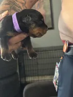 Purple girl, a female Rottweiler for sale in Harrisburg, PA – 3 of 3
