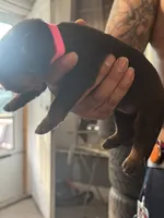 Red biy, a male Rottweiler for sale in Harrisburg, PA – 6 of 6