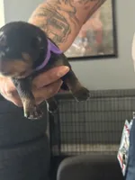 Purple girl, a female Rottweiler for sale in Harrisburg, PA – 1 of 3