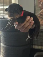 Red biy, a male Rottweiler for sale in Harrisburg, PA – 3 of 6