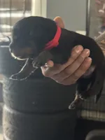 Red biy, a male Rottweiler for sale in Harrisburg, PA – 4 of 6