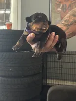 Purple girl, a female Rottweiler for sale in Harrisburg, PA – 2 of 3
