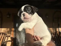 Maximus, a male French Bulldog for sale in Florida, FL – Photo 1 of 4