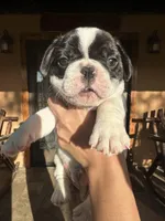 Maximus, a male French Bulldog for sale in Florida, FL – Photo 4 of 4