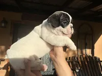 Maximus, a male French Bulldog for sale in Florida, FL – Photo 2 of 4