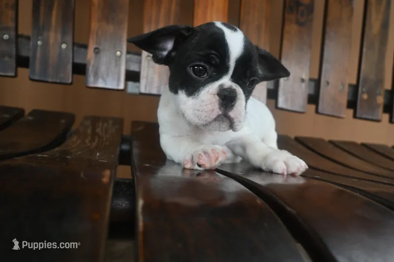 Maximus (AKC) – French Bulldog puppy for sale in Florida, FL