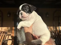 Maximus, a male French Bulldog for sale in Florida, FL – Photo 3 of 4