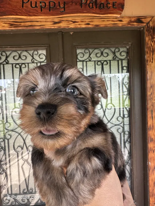 spot – Yorkshire Terrier puppy for sale in Florida, FL